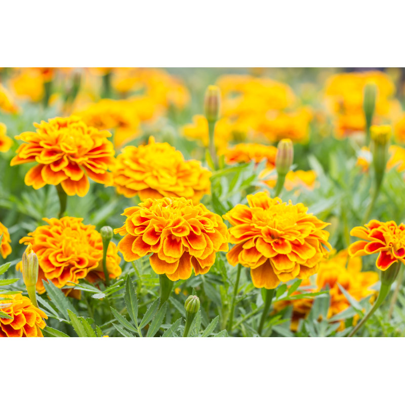 Flowers French Marigolds - Wrapped Canvas Print, 81cm H x 122cm W x 3.8cm D
