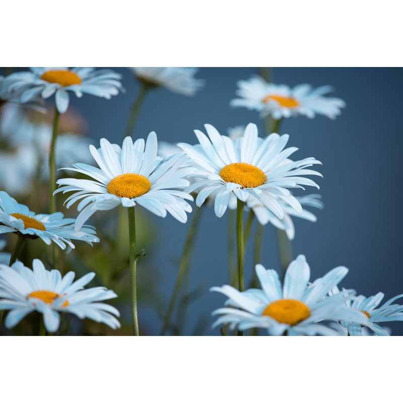 Marguerite, H 24 po x l 28 po x P 1,25 po