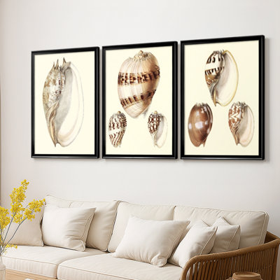 Splendid Shells IV  -Custom Framed  Wrapped Gallery Canvas - 3 Pieces