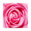 Pétale par Petal par Ben Heine - reproduction de photo-53809176-53809183-53809190