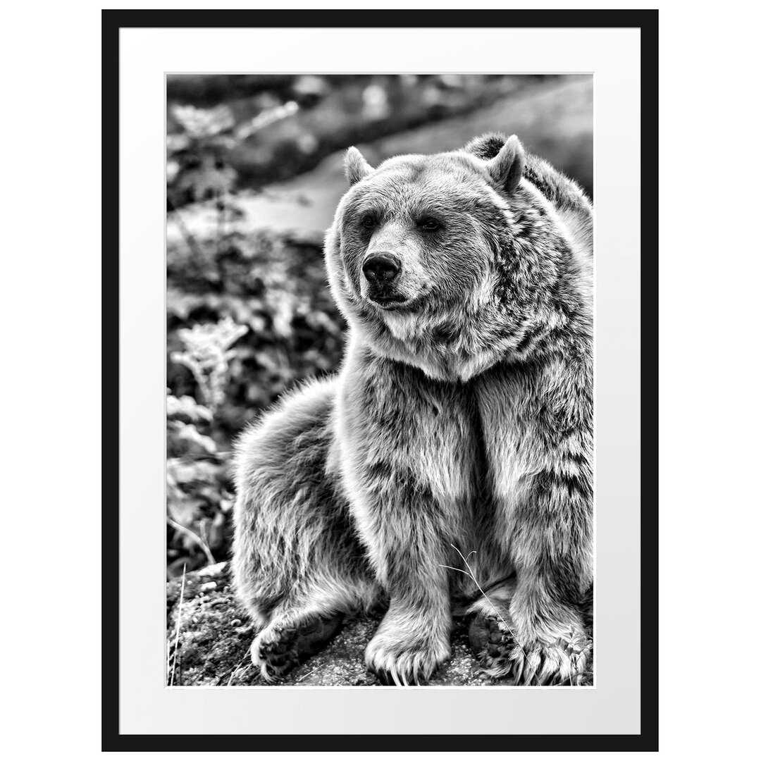 Gerahmtes Poster Niedlicher Grizzlybär auf Stein