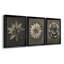 «Blossfeldt Flower I», ensemble de 3 impressions sur toile encadrées-1488156594-1488156599