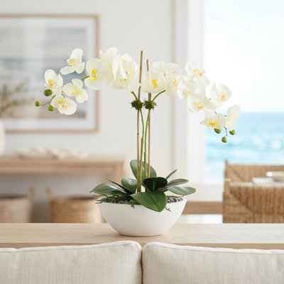 Kora Organic Modern Orchid Arrangement with Rocks and Moss