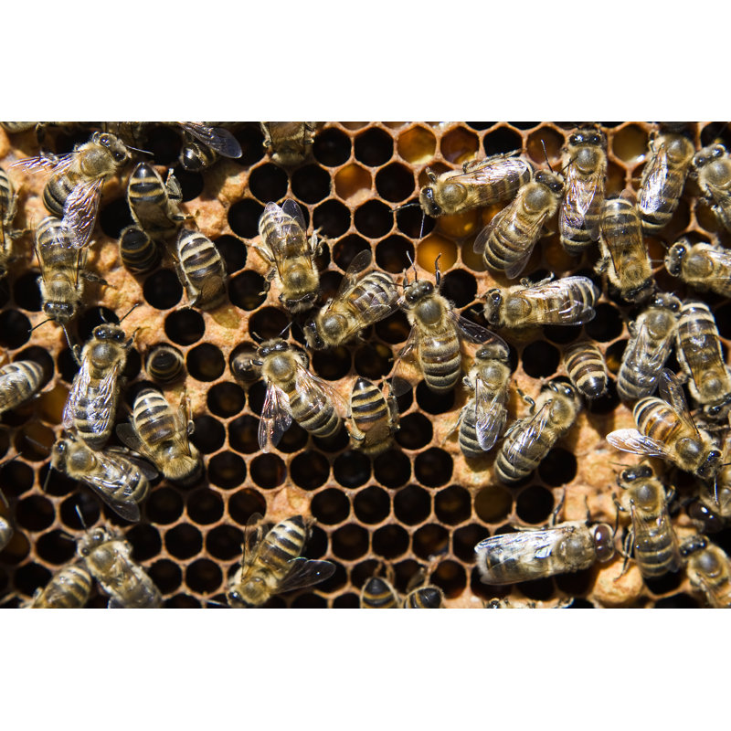 Bees by Tjanze - No Frame Print on Canvas, 30cm H x 46cm W