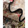 Tapis Wrought Studio ™ Sebaa Marelda