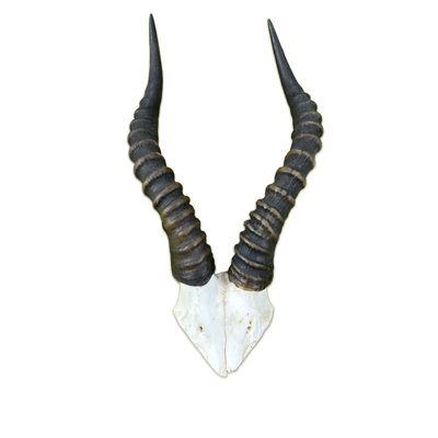 Khushveer Real Blesbok Antelope Skull V-Shape