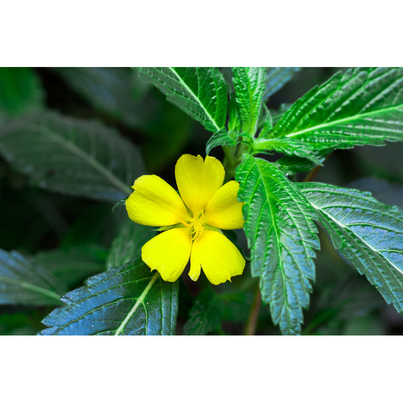 Damiana Flower - Photographie sur toile tendue, H 8 po x l 12 po