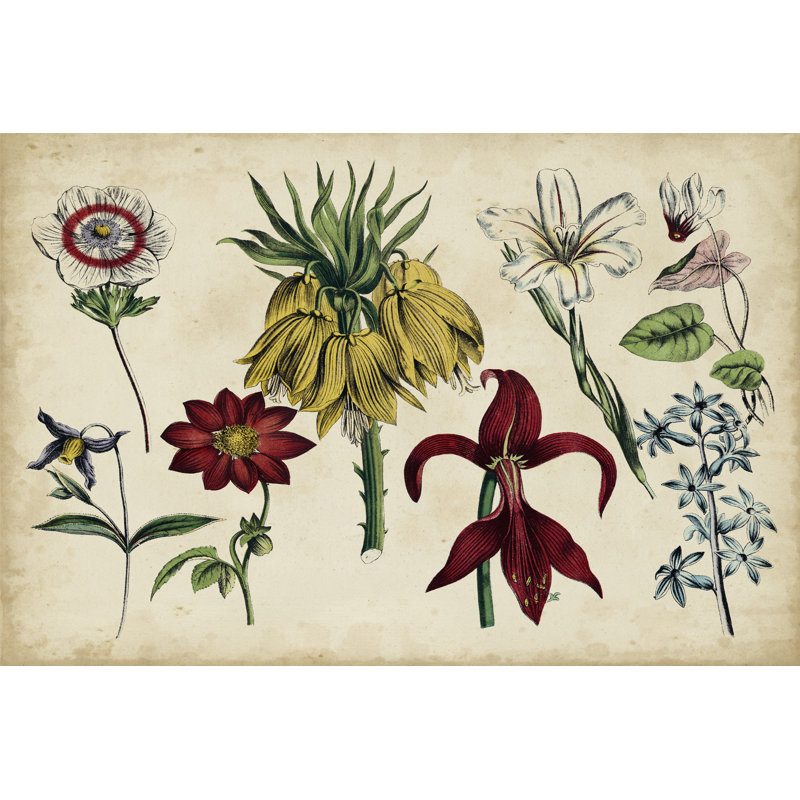 Antique Botanical Chart III - Wrapped Canvas Painting, 20cm H x 30cm W x 3.8cm D
