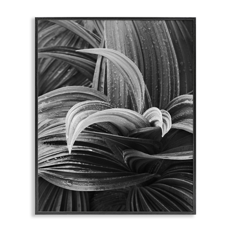 «Wet Leaves» par Chip Forelli bg-128, Giclée encadrée noir minuit, H 14 po x l 11 po