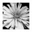«Zinnia Black and White» par Dosta, impression sur toile tendue-29223772