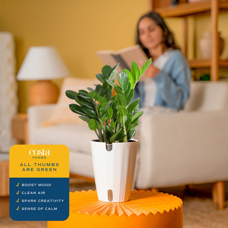 ZZ Plant in Planter