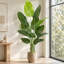 Arbre de paradis artificiel 6 pi en pot de ciment noir - Fausse plante tropicale pour la décoration intérieure-1131895827-1131895830