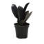 Live Burgundy Rubber Plant-49662165