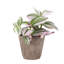 Live Tradescantia Nanouk Plant-2073886006
