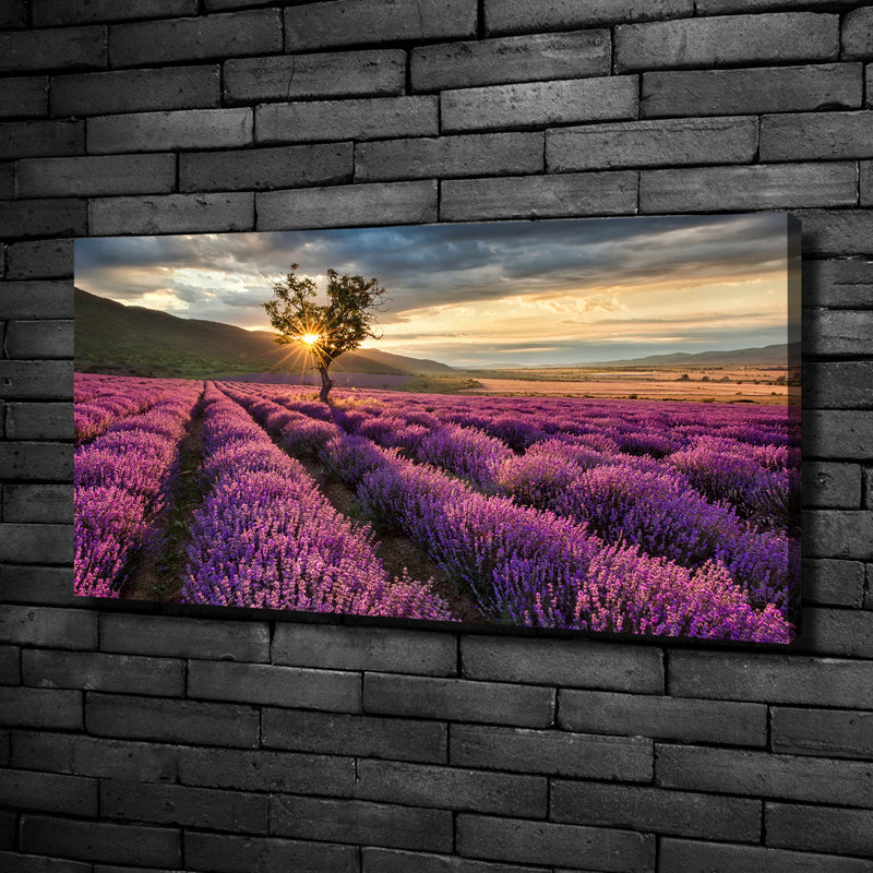 Lavender Field - Wrapped Canvas Print
