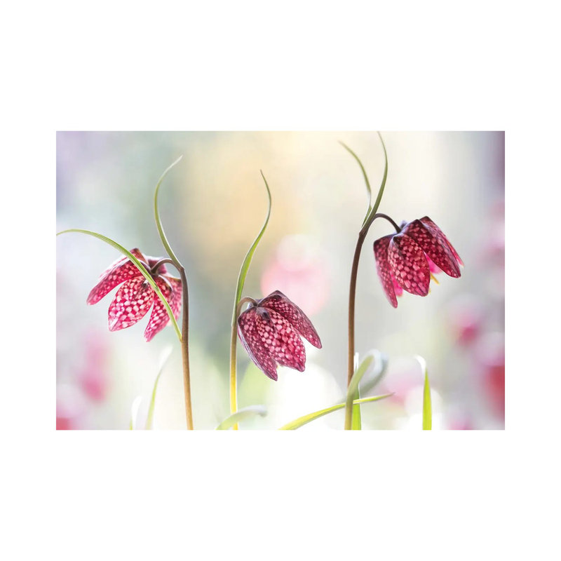 Snakes Head Fritillary by Mandy Disher - Wrapped Canvas Print, 20.32 cm H x 30.48 cm W