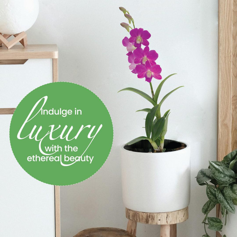 Dendrobium Orchid in 4-Inch Black Pot with Purple Flowers