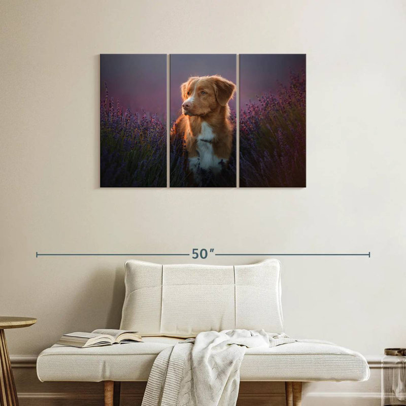 Golden retriever dans un champ de lavande, H 24 po x l 38 po