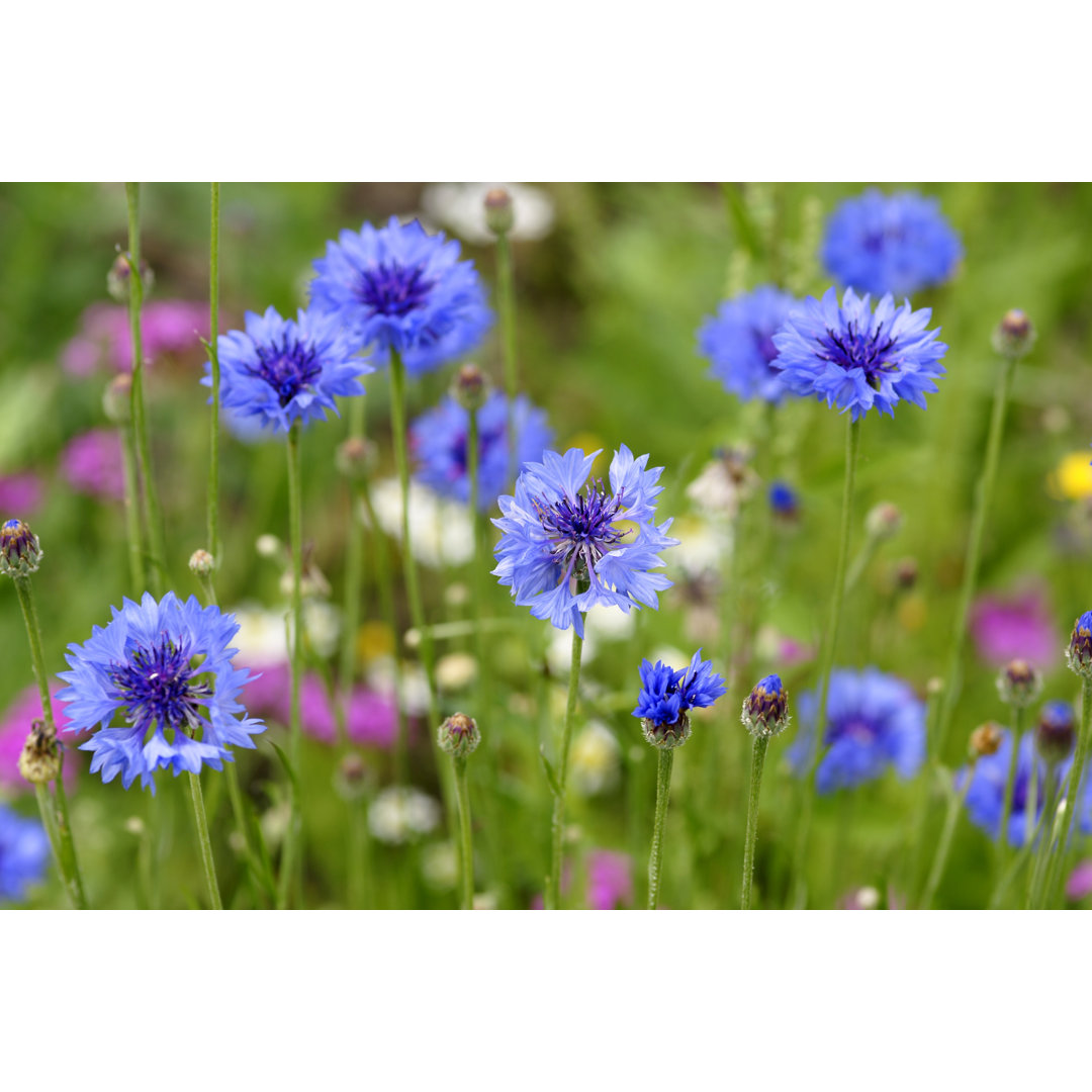 Viele Kornblumen von Schnuddel - Druck