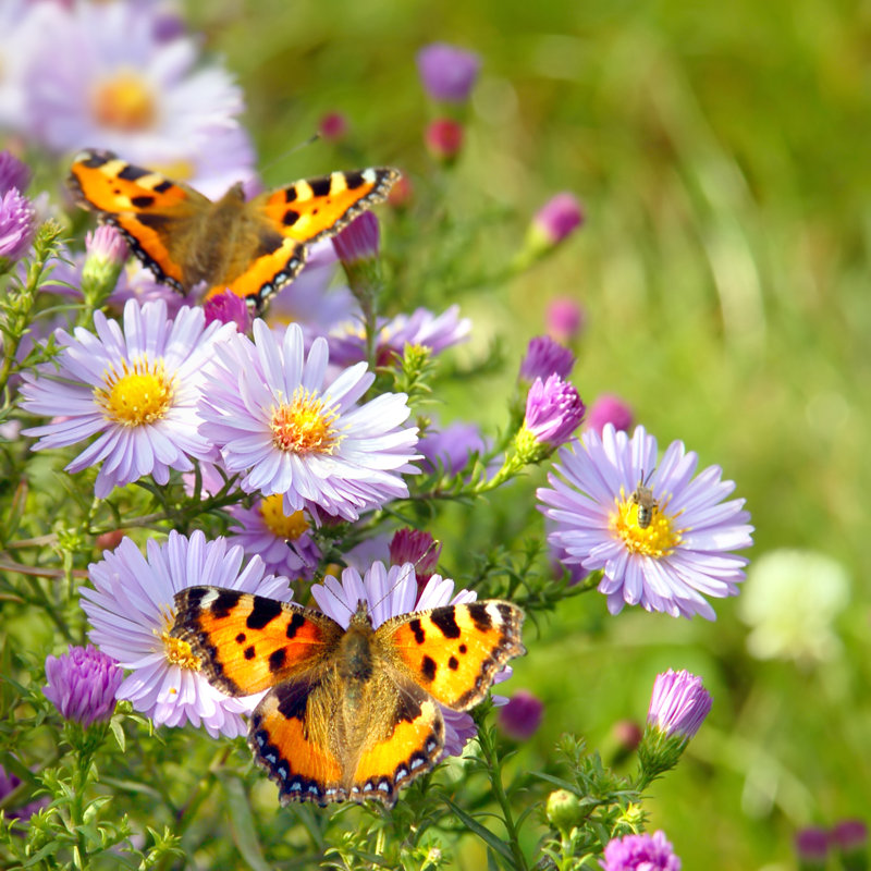 Beautiful Butterflies Resting - Wrapped Canvas Print, 51cm H x 51cm W x 3.8cm D