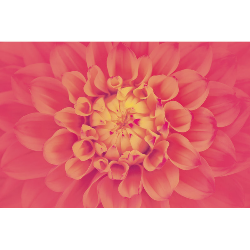 Pink Dahlia by Lordrunar - Wrapped Canvas Print, 30cm H x 46cm W