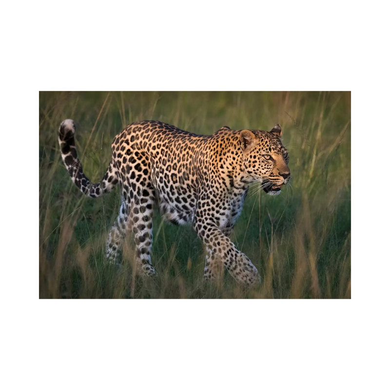 Africa, Kenya, Maasai Mara National Reserve. Close-Up Of Walking Leopard by Jaynes Gallery - Wrapped Canvas Print