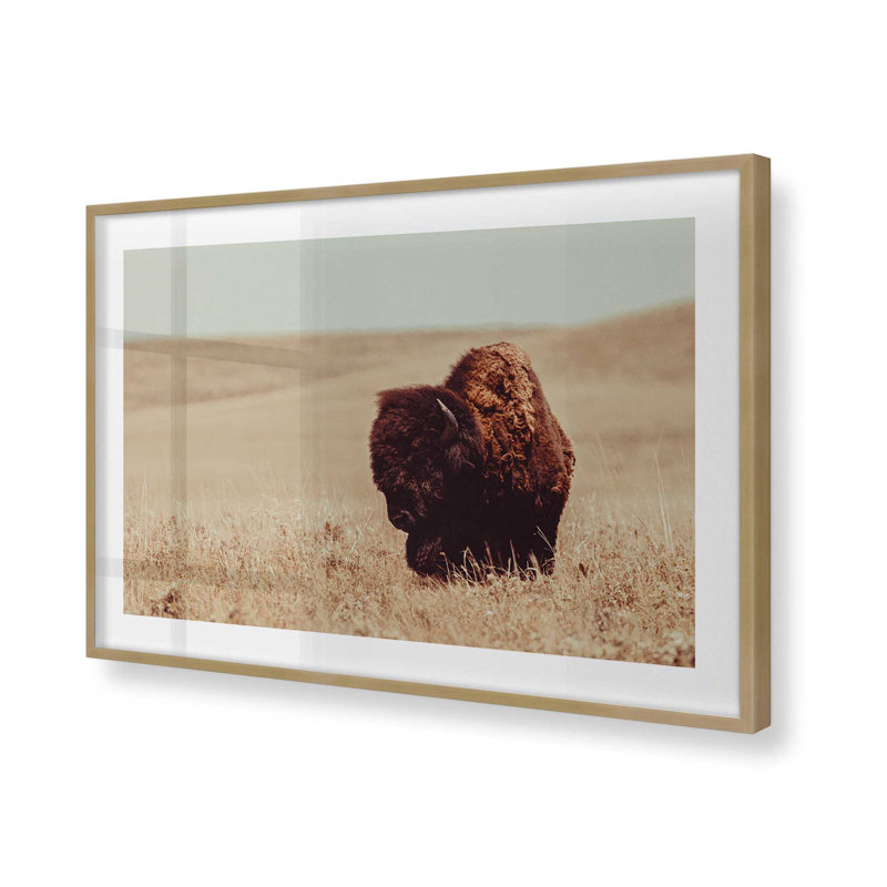 Imprimé sérénité de bison broutant, Cadre doré brossé, H 25,25 po x l 37,25 po x P 1,25 po