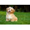 «Happy Little Orange Havana Puppy Is Sitting in the Grass» - Photographie sur toile tendue