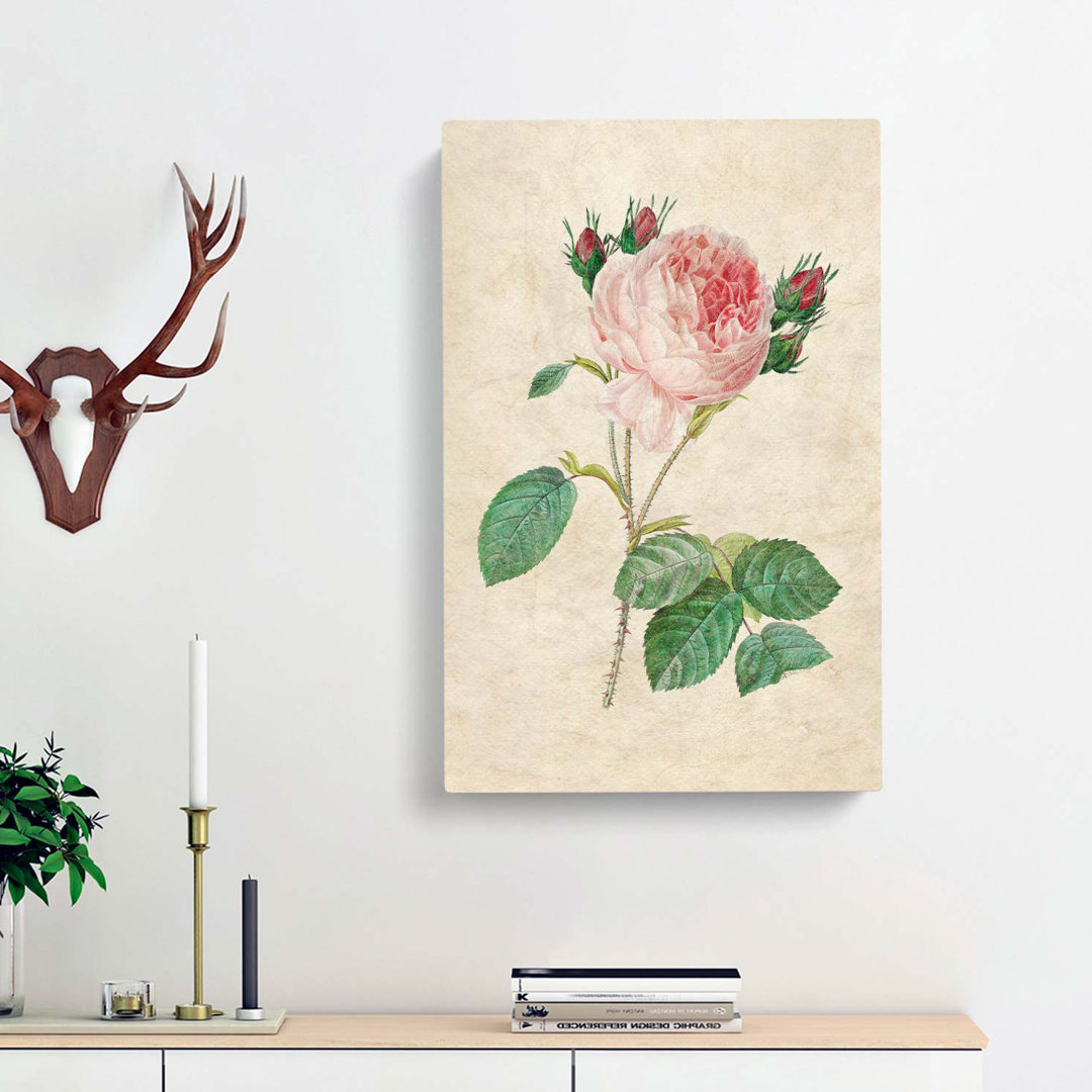 Cabbage Rose by Pierre-Joseph Redoute - Wrapped Canvas