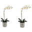 22" Artificial White Phalaenopsis Orchids