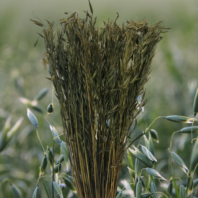 Tige d'herbe de Floride, Vert mousse