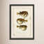 Puffer Fish Print