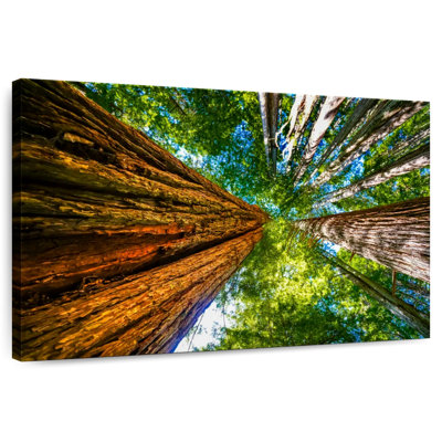 Harnek Redwood Canopy