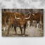 Longhorns-Toile tendue avec châssis-1388318248