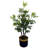 Eucalyptus Arrangement in Pot