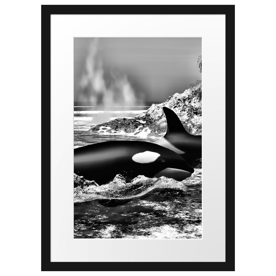 Gerahmtes Poster Orcas nahe einer Insel