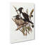 Piping Crow-Shrikes by Elizabeth Gould - Wrapped Canvas-55325376
