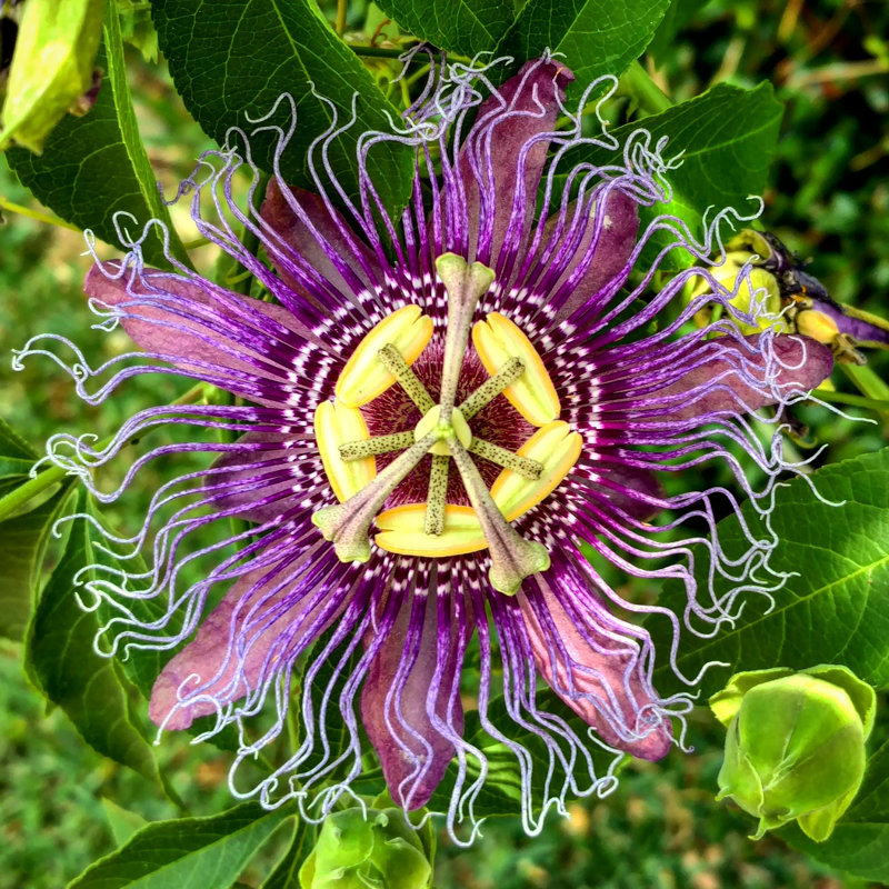 «Purple Passiflora, Texas» par - Photographie sur toile tendue, H 12 po x l 12 po