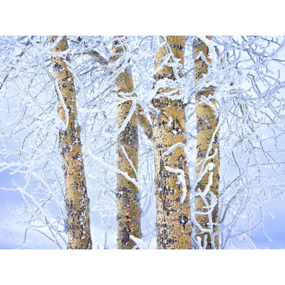 Bouleaux en croûte de glace par Bruce Heinemann
