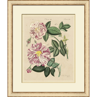 Pink Roses III Painting