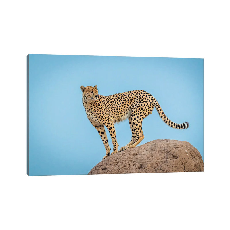 Cheetah In The Blue Hour by Jeffrey C. Sink - Wrapped Canvas Print, 20.32 cm H x 30.48 cm W