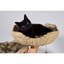 Counts 100cm H Cat Tree