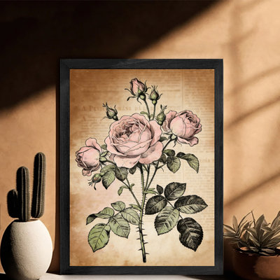 Black Framed Vintage Pink Rose Or Cabbage Rose Wall Art Plant Catalog Style Framed Prints