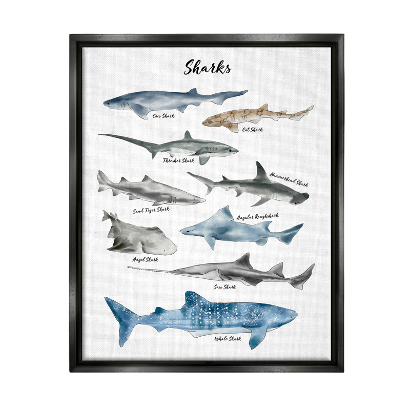 " Nautical Shark Chart Watercolor Marine Animals " by Ziwei Li, Jet Black Floater Frame, 31" H x 25" W x 1.7" D