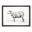 Standing Sheep by Jean Bernard - Framed Print-55615399-55615403