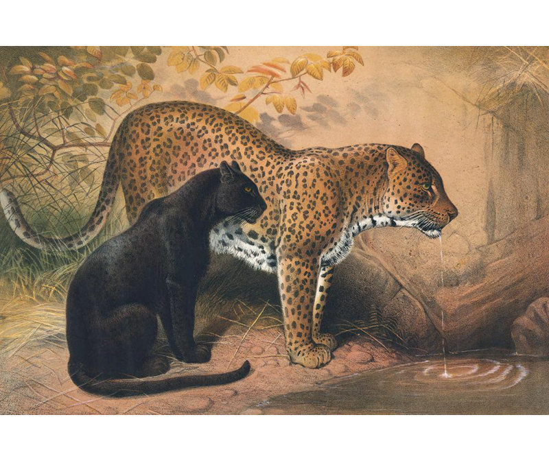 «The Leopard» par Joseph Wolf - Art mural sur toile tendue avec châssis, H 33 po x l 48 po