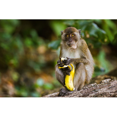 " Monkey Eating A Banana "