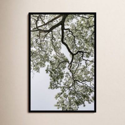 Coastal Forest by Shot by Clint Wood Framed Wall Art Print