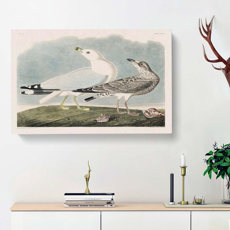 Common American Gulls - Wrapped Canvas Painting, 50cm H x 76cm W x 3cm D