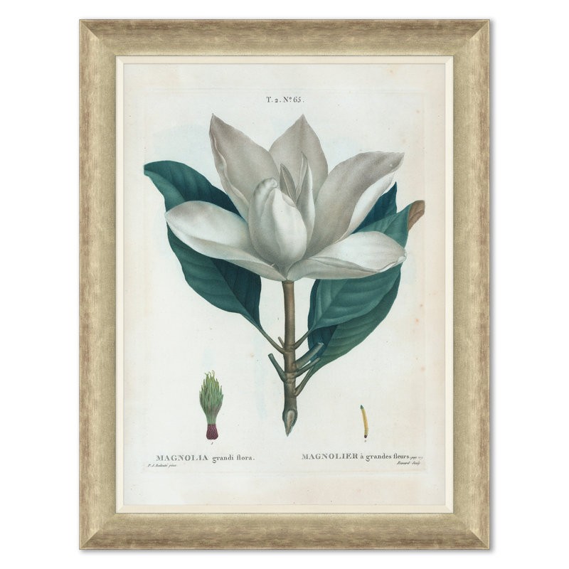 Magnolias Giclee Print by Paul Cezanne